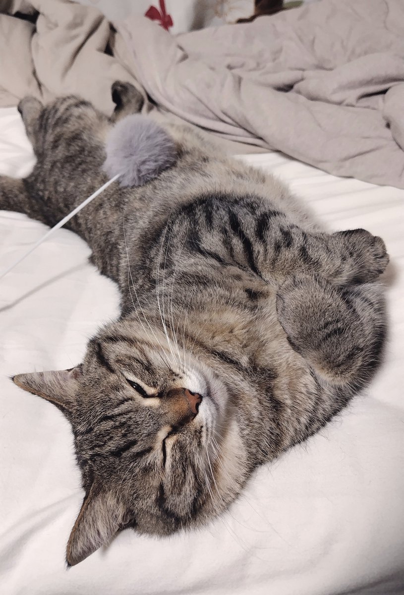 cat_56chan's tweet photo. おばけのおててでﾑﾌﾑﾌしてる https://t.co/H5D5Wv1IE2