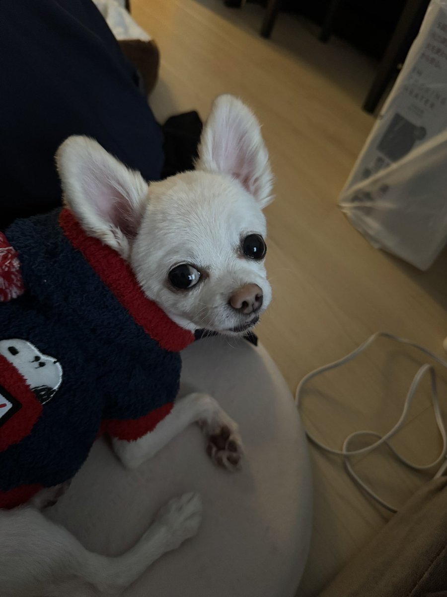 bechonnosuke's tweet photo. 話しかけると大体この顔

#今日のべべ
#チワワ
#犬
#いぬ
#犬のいる暮らし https://t.co/ONm2yE6ErO