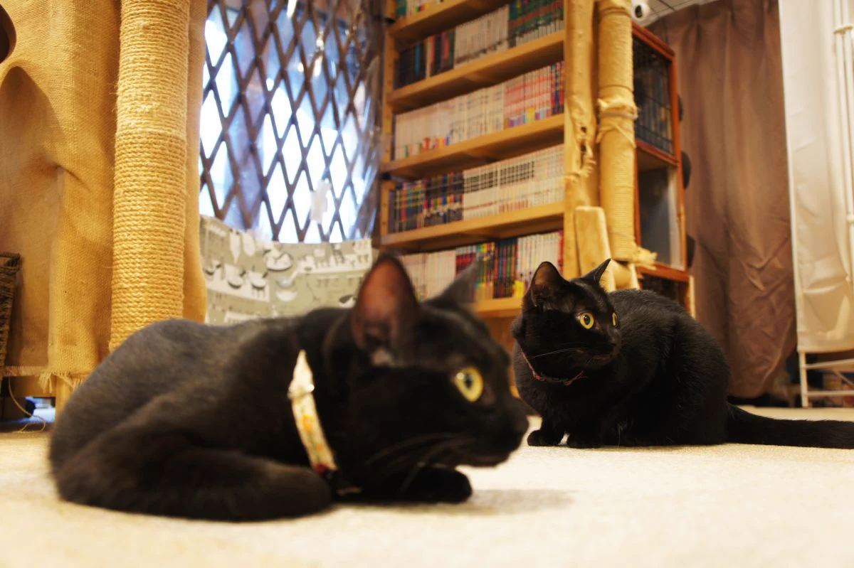 Reposts by 猫田🐱🌸本町田さくら猫の会 (@necotasagasuzou) / X