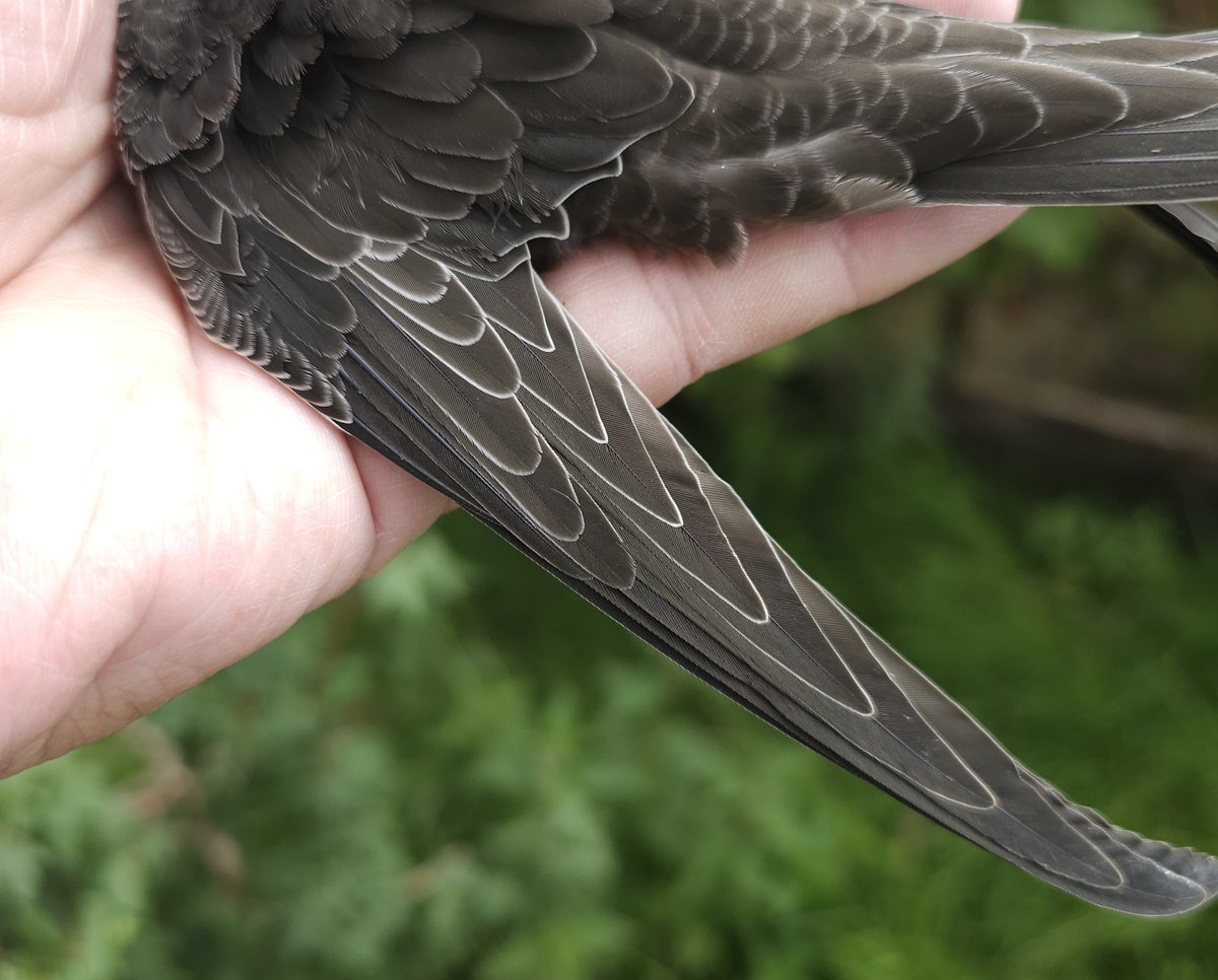 MarkSmyth1960's tweet photo. You're beautiful it's true.
Out ringing the last swifts of 2026
#apusapus #commonswift #actionforswifts #swiftconservation #saveourswifts @BBCSpringwatch #swiftconservationireland #northernirelandswifts https://t.co/rTSGM1m5Uk