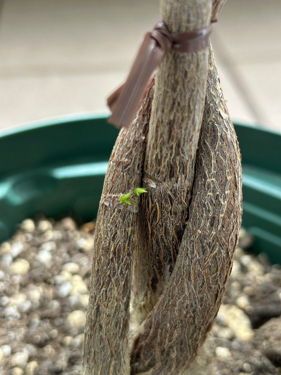 Pyonnn24's tweet photo. パキラから芽が出てきた🌱
#パキラ
#観葉植物 https://t.co/qmq38wRAGK