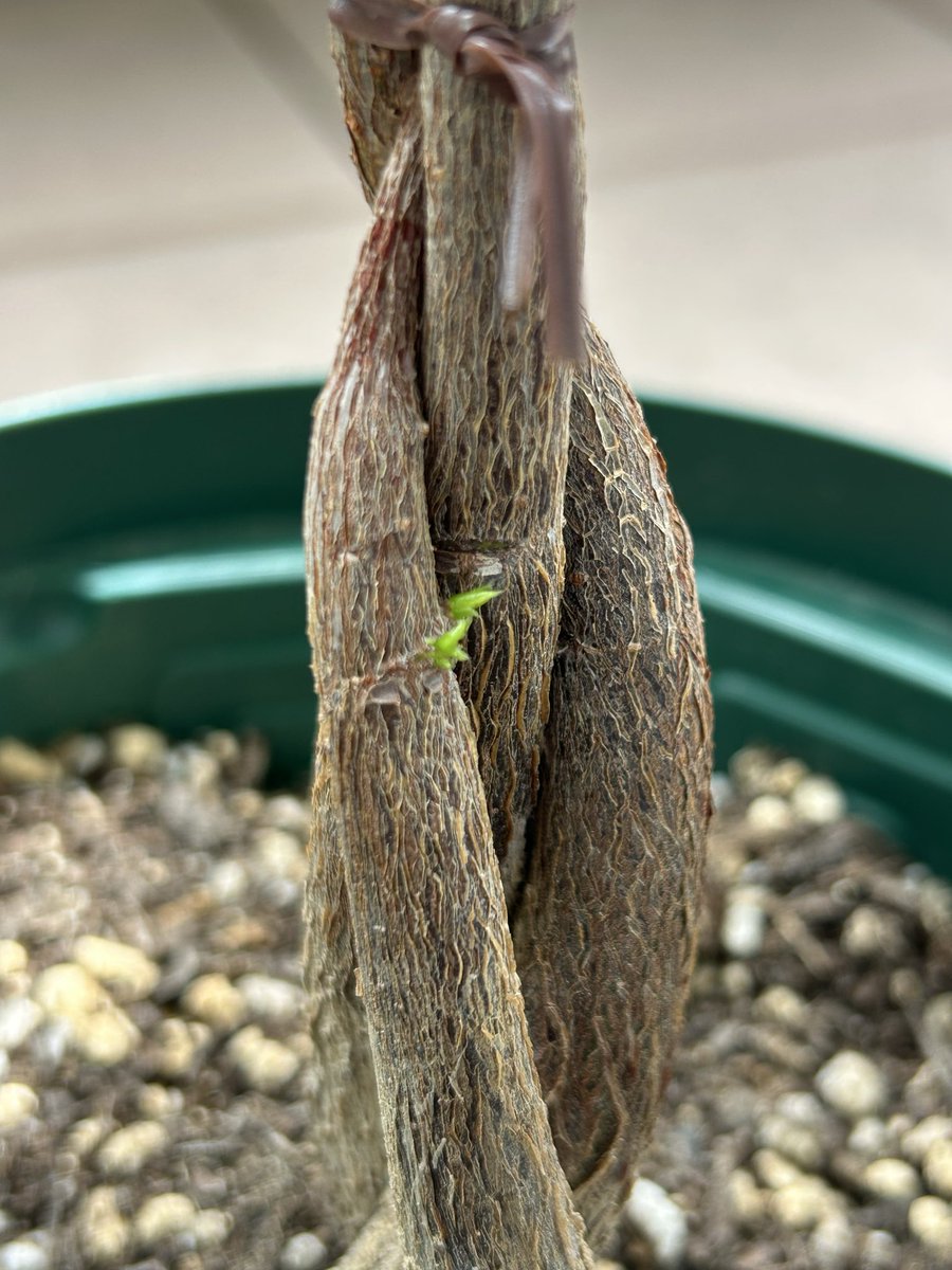 Pyonnn24's tweet photo. パキラから芽が出てきた🌱
#パキラ
#観葉植物 https://t.co/qmq38wRAGK