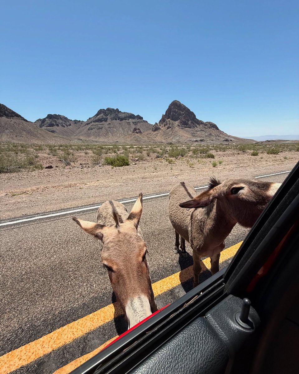 tienhunglab's tweet photo. Met the cutest local on Route 66 today! This little burro made our Oatman road trip extra special. A charming stop filled with friendly donkeys—definitely worth visiting! https://t.co/xrTlkBTDed