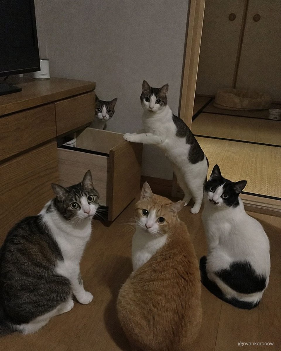 nyankorooow's tweet photo. その人数で「何もやってない」は無理。 https://t.co/JdDO2UrKey