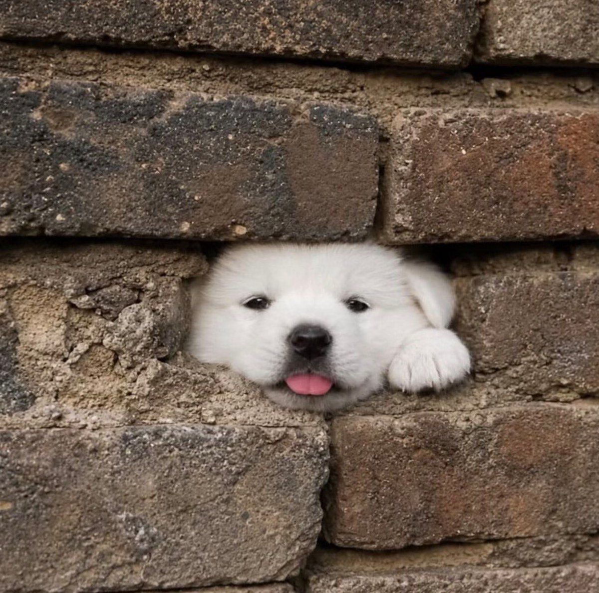 everythingdogss's tweet photo. https://t.co/ro5apzHN82