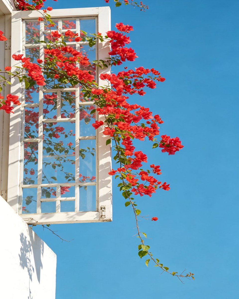 worldclick56's tweet photo. White windows, cascading bougainvillea, and pure blue skies. 🌺🤍☀️ https://t.co/5NkCxyAFSw