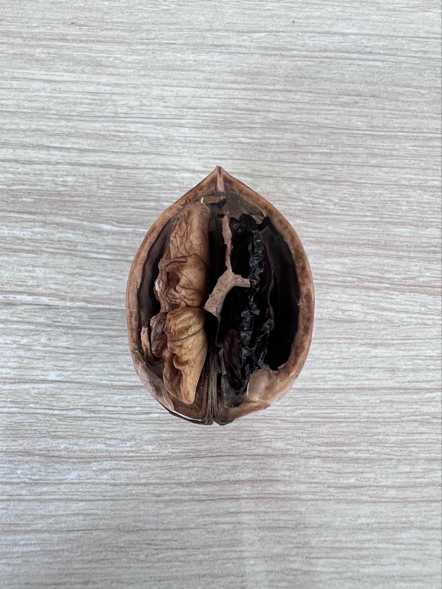 Berivan_Kurt_'s tweet photo. Baktığın benim, gördüğün sensin.”
— Mevlânâ
Ben ne yazacağımı bilemedim, bu cevize bakınca siz ne görüyorsunuz?
#zaman #kpss #tercih #gündem https://t.co/AUuejGslVq