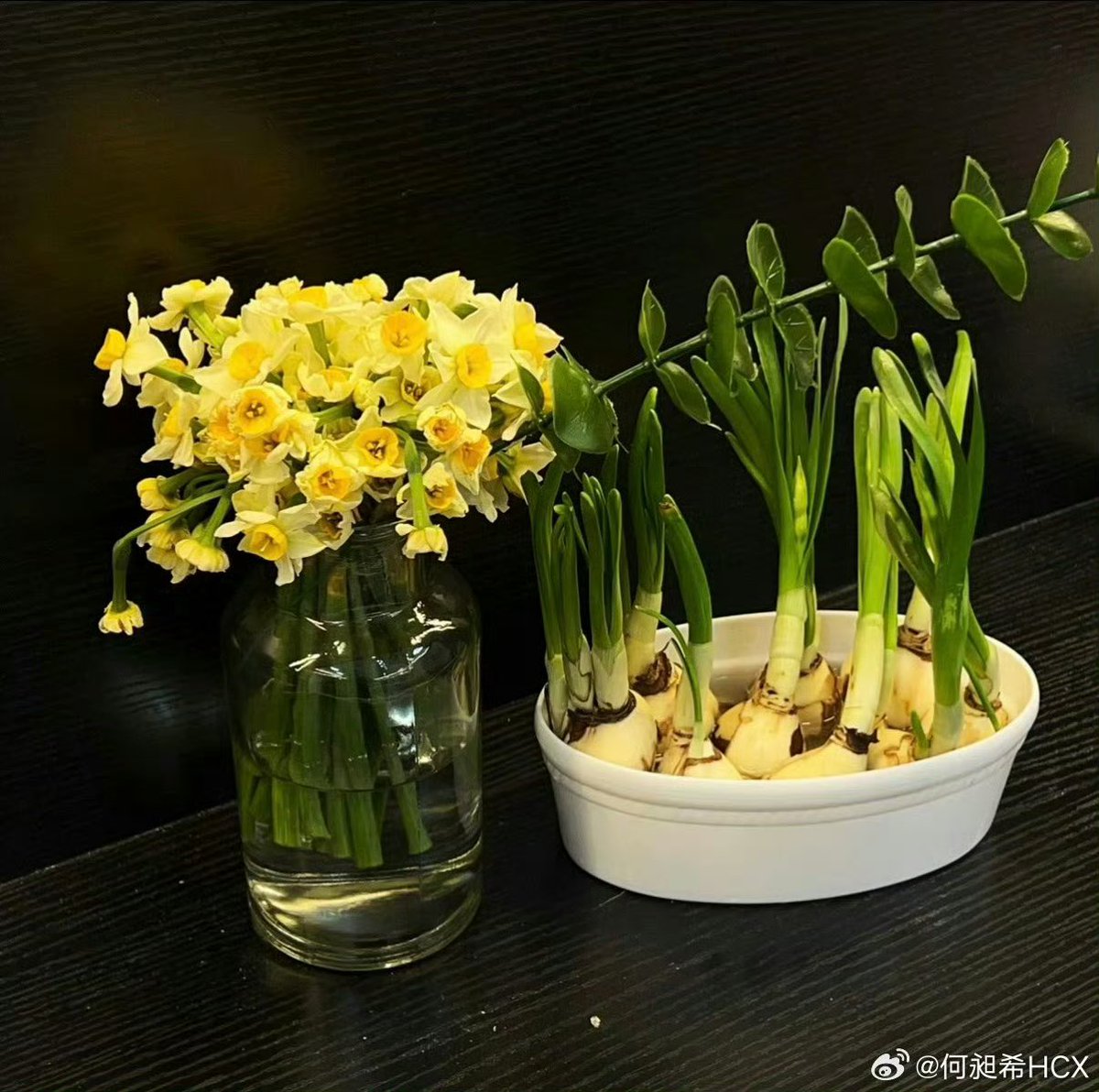 zoohocccy's tweet photo. 이런미친 zz가 260111에 我最喜欢的花儿 (내가 제일 좋아하는 꽃) 이라고 적어서 올린 수선화 꽃다발 xx가 준거맞대....... 심지어 xx가 260113에 올린 사진을 참고하면 수선화를 한달정도 직접 수경재배해서 꽃다발을 만들어준거 같댄다......... https://t.co/76g4hDhVCn
