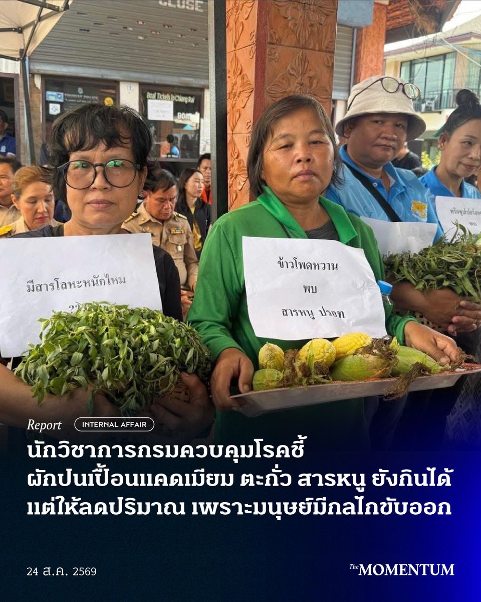 themomentumco's tweet photo. นักวิชาการกรมควบคุมโรคชี้ ผักปนเปื้อนแคดเมียม ตะกั่ว สารหนู ยังกินได้ แต่ให้ลดปริมาณ เพราะมนุษย์มีกลไกขับออก

สืบเนื่องจากเอกสารผลสำรวจสารโลหะหนักในพืชผลทางการเกษตรในพื้นที่ตำบลท่าตอน อำเภอแม่อาย จังหวัดเชียงใหม่ ระหว่างวันที่ 18 ธันวาคม 2568-25 พฤษภาคม 2569 โดยสำนักงานเกษตรอำเภอแม่อาย ร่วมกับศูนย์วิจัยและพัฒนาการเกษตรเชียงใหม่ กรมวิชาการเกษตร ซึ่งได้ผลว่า พบแคดเมียมเกินมาตรฐานในพืชผล 18 ชนิด ได้แก่ ดอกหอม พริกขี้หนูผลใหญ่ ข้าวโพดหวาน แตงร้าน เสาวรส ผักกาดเขียวปลี กระเทียม สับปะรด มะเขือม่วง มะเขือยาว แตงกวา ฝรั่ง มะม่วง มันเทศญี่ปุ่น ถั่วฝักยาว มันเทศ มะเขือเปราะ และบวบ พบตะกั่วเกินมาตรฐานในพืชผล 7 ชนิด ได้แก่ พริกขี้หนูผลใหญ่ ผักกาดเขียวปลี ถั่วพุ่ม มะเขือม่วง สับปะรด ข่า และกระเทียม และพบสารหนูเกินมาตรฐานในพืชผล 3 ชนิด ได้แก่ กะหล่ำดอก กระเทียม และแตงกวา จนเกิดกระแสความกังวลว่า พืชผลทางการเกษตรในพื้นที่ใกล้กับแม่น้ำที่พบการปนเปื้อนสารโลหะหนักยังบริโภคได้หรือไม่นั้น

จากการสอบถามไปยังกรมควบคุมโรค ซึ่งให้ข้อมูลโดย ภัทรินทร์ คณะมี ผู้ช่วยผู้อำนวยการกองโรคจากการประกอบอาชีพและสิ่งแวดล้อม กรมควบคุมโรค ระบุว่า ปัจจุบันยังไม่ได้เห็นรายละเอียดของรายงานผลการตรวจพืชผักของสำนักงานเกษตรอำเภอแม่อาย ร่วมกับศูนย์วิจัยและพัฒนาการเกษตรเชียงใหม่ กรมวิชาการเกษตร อย่างไรก็ดี ตามหลักการทางวิชาการและวิทยาศาสตร์ พืชผักที่พบสารโลหะหนักยังคงกินได้ เนื่องจากมนุษย์มีกลไกในการขับสารออกจากร่างกายในแต่ละคน

ภัทรินทร์ระบุว่า การบริโภคพืชผักที่มีสารหนูไม่ได้มีผลกระทบต่อสุขภาพของคนในทันที เนื่องจากร่างกายขับสารหนูออกทางปัสสาวะได้ โดยมากจะขับออกภายใน 1-3 วัน และการขับออกจากร่างกายจนหมดอาจใช้เวลาราว 2 เดือน หากไม่ได้รับสารหนูซ้ำ อย่างไรก็ตาม ผลกระทบต่อสุขภาพจากการได้รับสารหนูอาจต้องดูปริมาณที่รับ ระยะเวลาที่สัมผัส รวมไปถึงความสามารถในการดูดซึมและการขับออกจากร่างกาย ซึ่งเป็นปัจจัยเฉพาะของร่างกายแต่ละบุคคล

เช่นเดียวกับพืชที่พบตะกั่วและแคดเมียม ผู้ช่วยผู้อำนวยการกองโรคจากการประกอบอาชีพและสิ่งแวดล้อม กรมควบคุมโรค อธิบายว่า มีหลักการที่คล้ายกันกับสารหนูคือ สามารถกินได้ และการตรวจพบไม่ได้แปลว่าจะเกิดโรคทันที เพราะต้องดูปัจจัยอื่นๆ ประกอบ แต่ย้ำว่าในเด็กและสตรีมีครรภ์เป็นกลุ่มเสี่ยง เพราะเด็กดูดซึมตะกั่วได้ดีกว่าผู้ใหญ่ ซึ่งอาจส่งผลต่อพัฒนาการและการเติบโตของร่างกายและสมอง ขณะเดียวกัน ในหญิงตั้งครรภ์ที่รับตะกั่วเข้าสู่ร่างกาย ตะกั่วอาจส่งผ่านรกไปยังทารกได้

สำหรับพืชผักที่พบสารหนู ภัทรินทร์แนะนำว่า ยังคงบริโภคได้ แต่หากมีการปนเปื้อนสูงควรกินให้น้อยลง และไม่ควรกินซ้ำกันทุกวันต่อเนื่อง เช่นเดียวกันกับพืชผักที่ปนเปื้อนตะกั่วและแคดเมียม ซึ่งเธอแนะนำว่าให้ลดความถี่ในการกิน จากเดิมที่กินทุกวันอาจลดเหลือประมาณสัปดาห์ละ 2-3 วัน

“การบริโภคพืชผักที่มีการปนเปื้อนอาจจะต้องลดลง คงไม่ใช่ให้งดบริโภคเลย เพราะมันคงจะทำไม่ได้ แต่ว่าอาจจะลดปริมาณ ปกติกินทุกวัน อาจจะลดเหลือแค่สัปดาห์ละ 2-3 วัน”

ทั้งนี้ ภัทรินทร์ให้ข้อมูลเพิ่มเติมว่า กระทรวงสาธารณสุขวางแผนในการเฝ้าระวังสุขภาพประชาชนในพื้นที่เสี่ยงเป็นเวลาอย่างน้อย 5 ปี ผ่านเครือข่ายของโรงพยาบาลส่งเสริมสุขภาพตำบลใน 15 อำเภอ เนื่องจากผลกระทบจากการรับหรือสัมผัสสารเคมีหรือสารโลหะหนักในสิ่งแวดล้อมเป็นความเสี่ยงระยะยาว แต่เนื่องจากในพื้นที่เสี่ยงมีประชาชนอาศัยอยู่จำนวนมาก หน่วยงานจึงติดตามผู้ที่มีความเสี่ยงรับหรือสัมผัสสารสูงกว่าเป็นลำดับแรก เช่น คนที่ใช้น้ำจากแหล่งปนเปื้อนหรือผู้ประกอบอาชีพริมน้ำ ขณะเดียวกัน การเข้ารับการตรวจยังคงเป็นระบบสมัครใจ เนื่องจากหน่วยงานที่รับผิดชอบไม่สามารถบังคับให้ประชาชนมาตรวจหาสารโลหะหนักทุกปีได้

“จริงๆ แล้ว เรื่องของโรคจากสิ่งแวดล้อมจากการสัมผัสสารเคมีหรือโลหะหนักพวกนี้ เป็นเรื่องของความเสี่ยงระยะยาว จำเป็นต้องมีการเฝ้าระวังเรื่องของผลกระทบ ซึ่งในส่วนของสาธารณสุขเรามีการดำเนินงานอยู่แล้ว เรามีแผนตอนนี้ก็คือขั้นต่ำที่อาจจะต้องเฝ้าระวังสุขภาพประชาชนประมาณ 5 ปี

“ทั้งนี้มันขึ้นอยู่กับการจัดการที่ต้นตอเป็นหลัก อย่างเช่นเรื่องการปนเปื้อนในน้ำ ซึ่งปัจจุบันก็เห็นมีหน่วยงานที่เกี่ยวข้องพยายามคุยกับแหล่งมลพิษต้นทาง ในการลดการปนเปื้อน

“ในส่วนของพืชผักเองอาจจะต้องมีการตรวจสอบว่า มันปนเปื้อนมาจากดินหรือน้ำ ถ้าเป็นน้ำ อาจจะต้องงดการใช้น้ำที่ปนเปื้อนมารดพืชผัก ถ้าเป็นอย่างนี้ อาจจะต้องเป็นหน่วยงานที่รับผิดชอบในการจัดการแหล่งก่อมลพิษ เพราะถ้าจัดการต้นตอพวกนี้หมด เรื่องผลกระทบต่อสุขภาพก็แทบจะไม่มี” ภัทรินทร์กล่าว

#TheMomentum #สารหนู #แคดเมียม #ตะกั่ว #แม่น้ำกก #เชียงราย #เชียงใหม่ #มลพิษ #เหมืองแร่ทองคำ #เหมืองแร่แรร์เอิร์ธ #กรมควบคุมโรค