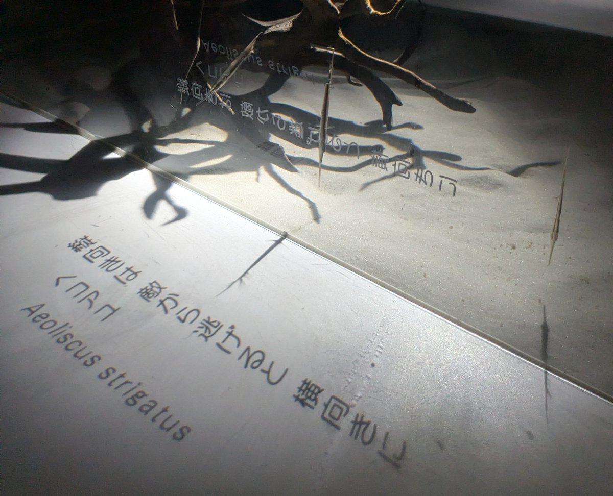 ouchiwabunka's tweet photo. ニフレルに行ってきました。
魚の特徴や習性を五七五で紹介してくれてるのがおもしろい！大好きなエイとペンギンを近くで見れて嬉しかったです😊 https://t.co/EAUElUcrAi