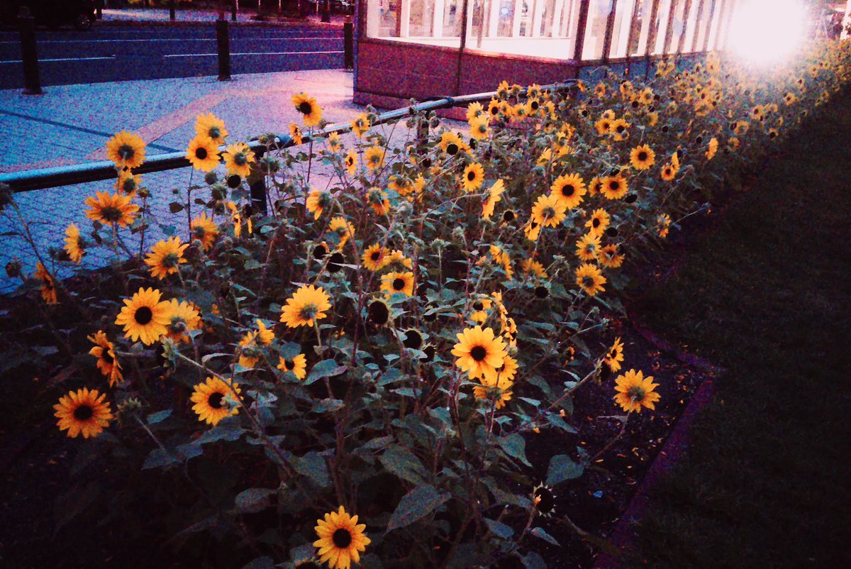 gardenclogs's tweet photo. おまけのRewindpix撮れ高です https://t.co/oeg9DJhLh9