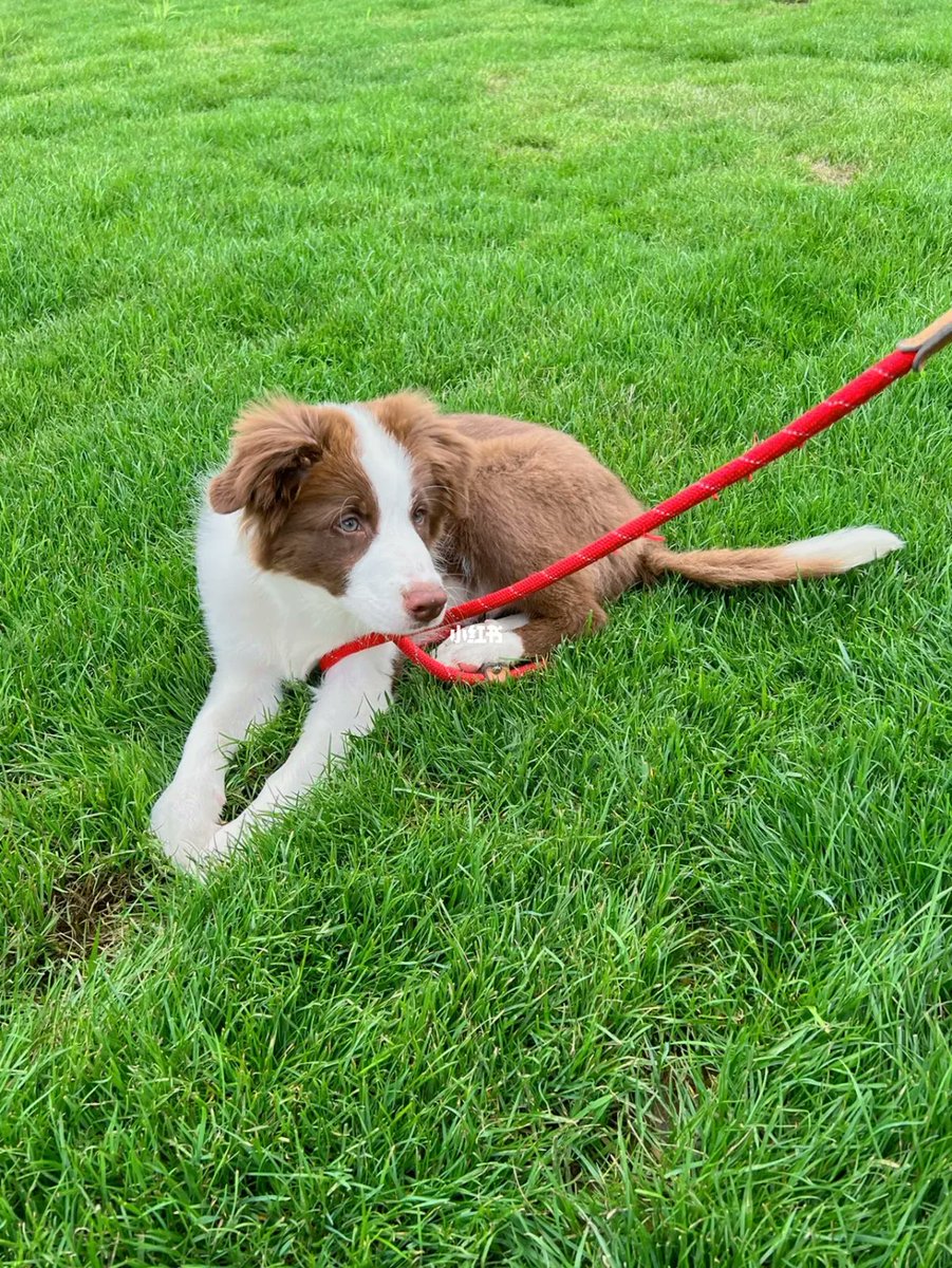 n5URjIzxSBTE1Ar's tweet photo. My little pup, Max, just turned 1 year old—from a tiny wobbly newborn to a zooming, cookie-obsessed troublemaker. Every wag’s my favorite milestone! https://t.co/etywWYuNSU