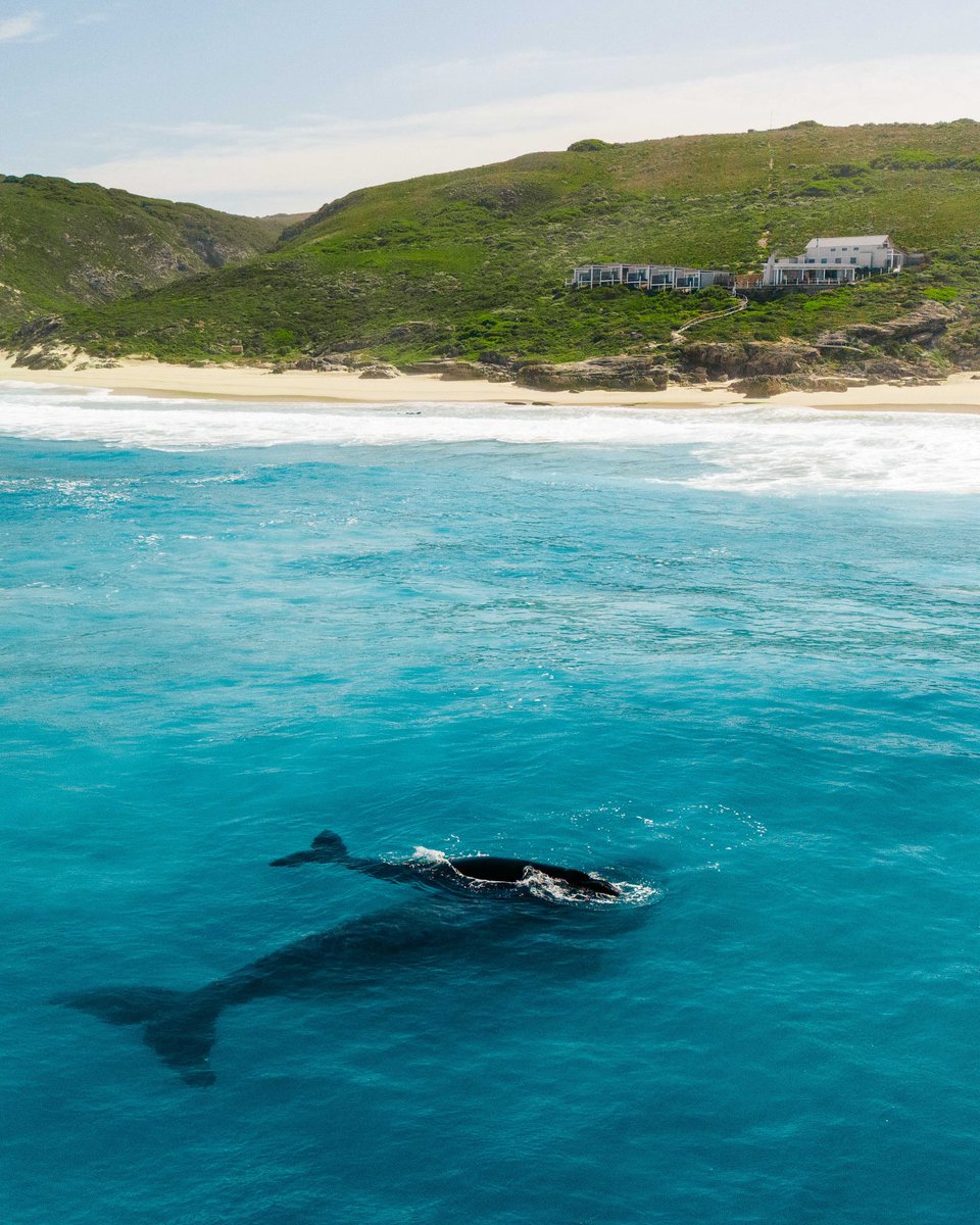 southafricauk's tweet photo. We are so happy to welcome back these annual guests. 🇿🇦💙 Southern right whales travel thousands of kilometres from Antarctica's waters each year to South Africa’s coastline, where they return to warmer waters to mate, give birth and raise their calves.

📸 IG lekkerwater_ https://t.co/NyOyFkHhQt