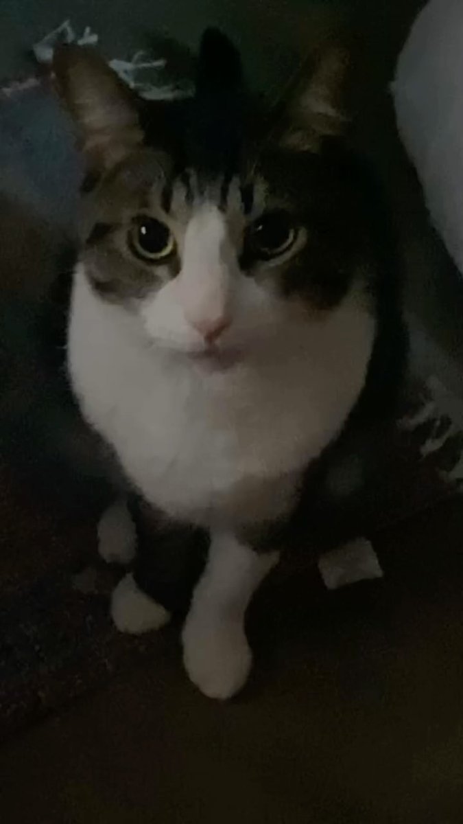 kalathecat's tweet photo. So don't waste your energy on that, be strong and focus on yourself instead. In the end, you're the only one you can really rely on. You are your own ally in everything. Curious what everyone else would tell theirs. https://t.co/H3wws68g0v