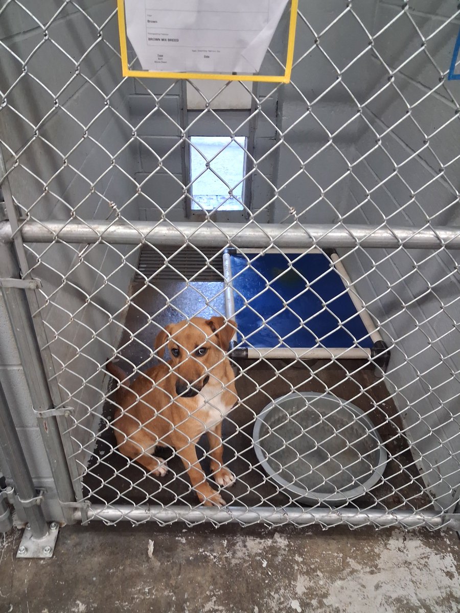 Apollozenitsu's tweet photo. beautiful dogs at bladen County animal shelter https://t.co/XdA3jZceep