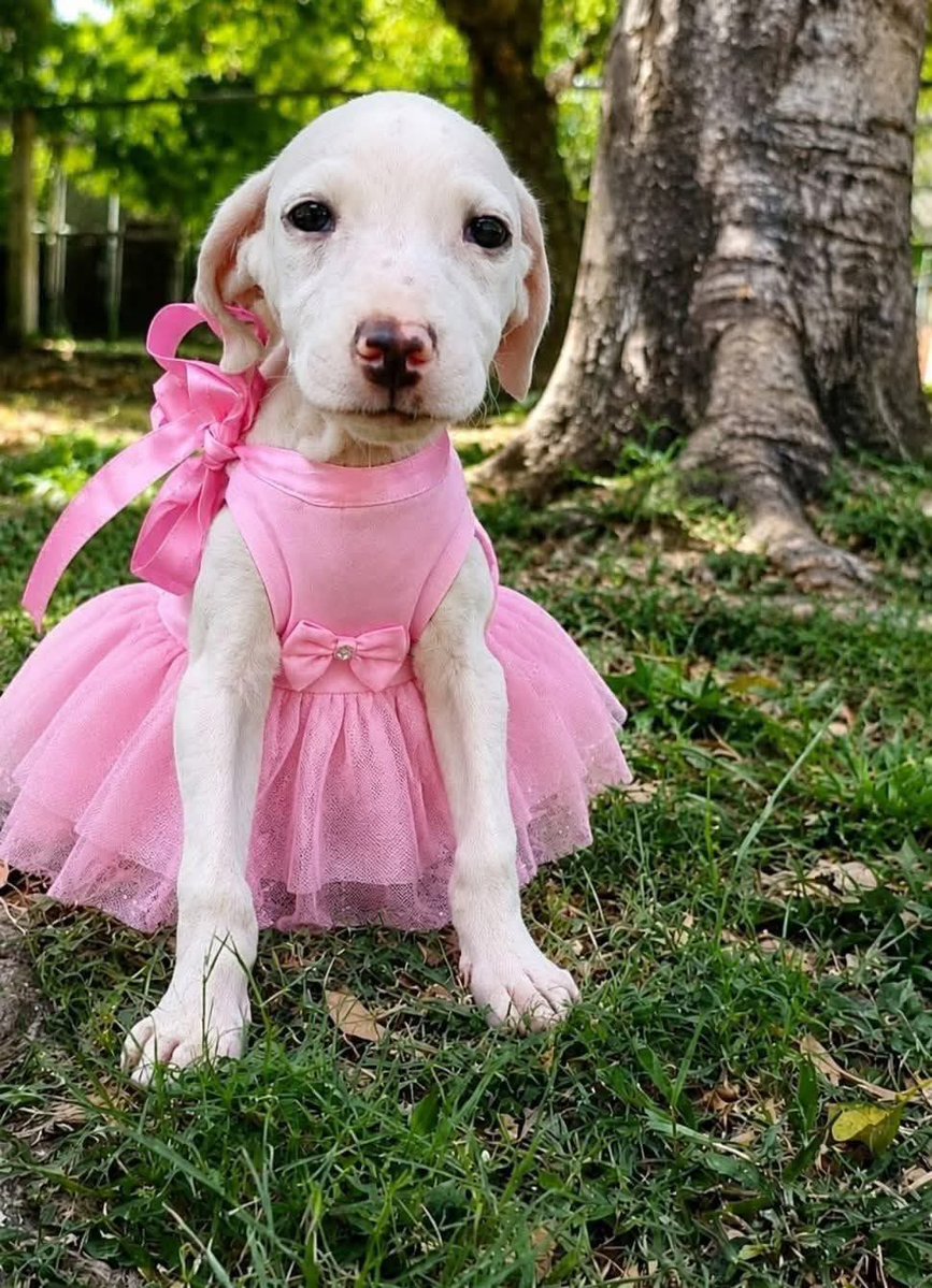 LaHuellaSV's tweet photo. 🐶 ABANDONAN A CACHORRITA DE DOS MESES Y SOBREVIVE COMIENDO MANGOS EN SENSUNTEPEQUE

Una cachorrita de aproximadamente dos meses fue encontrada en una zona boscosa y poco habitada de Sensuntepeque, donde habría permanecido sola durante varios días.

De acuerdo con el reporte, la pequeña fue encontrada alimentándose de mangos maduros. Al momento de ser localizada se mostraba temerosa y buscaba esconderse, pero con el paso de los días comenzó a recuperar la confianza en las personas que la auxiliaron.

La cachorrita busca ahora un hogar donde pueda recibir los cuidados necesarios. Las personas interesadas en brindarle una familia pueden comunicarse al 7578-7643.