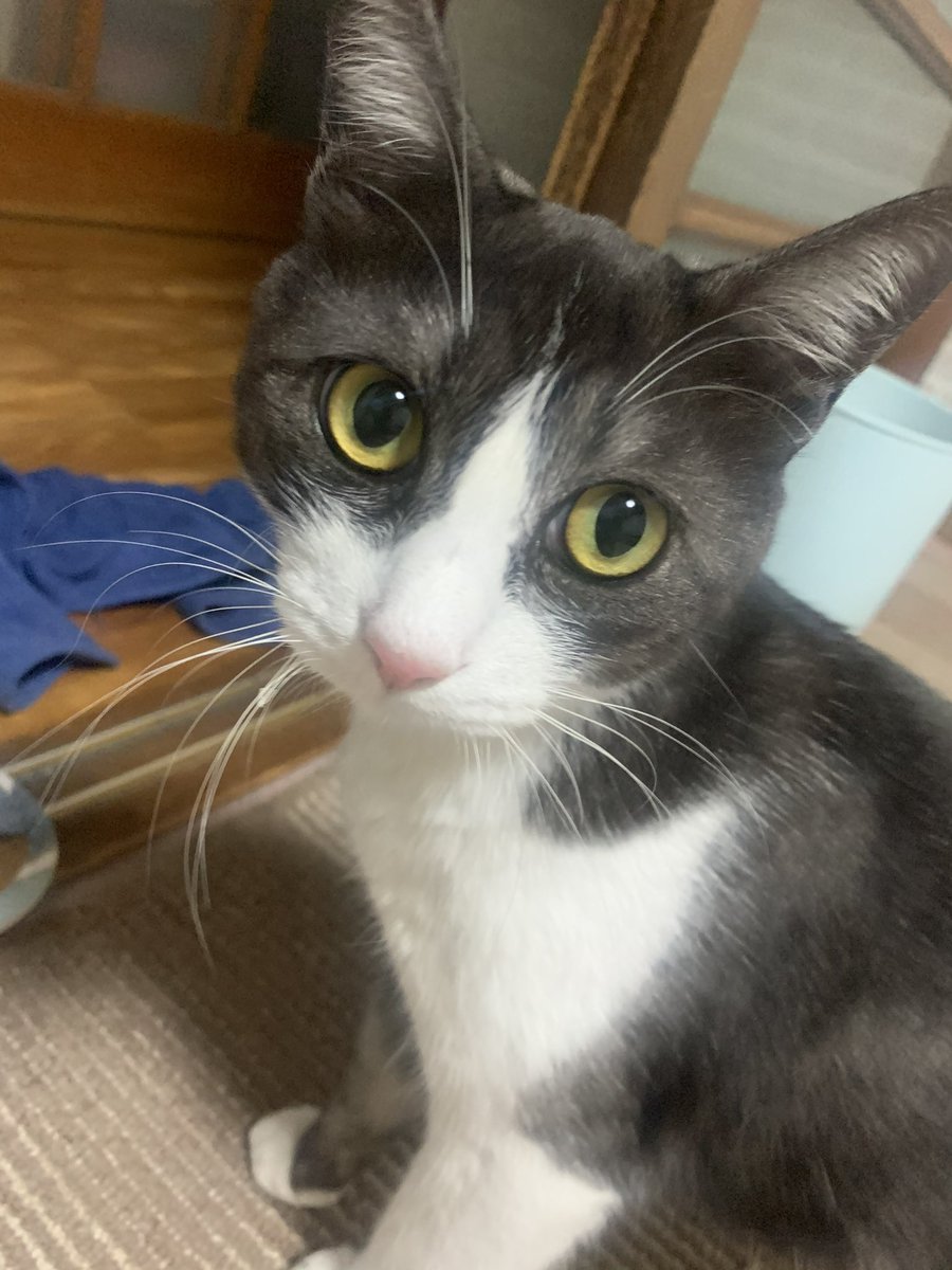 GrrrtheLipper's tweet photo. くらえ https://t.co/25v7vWB5CS