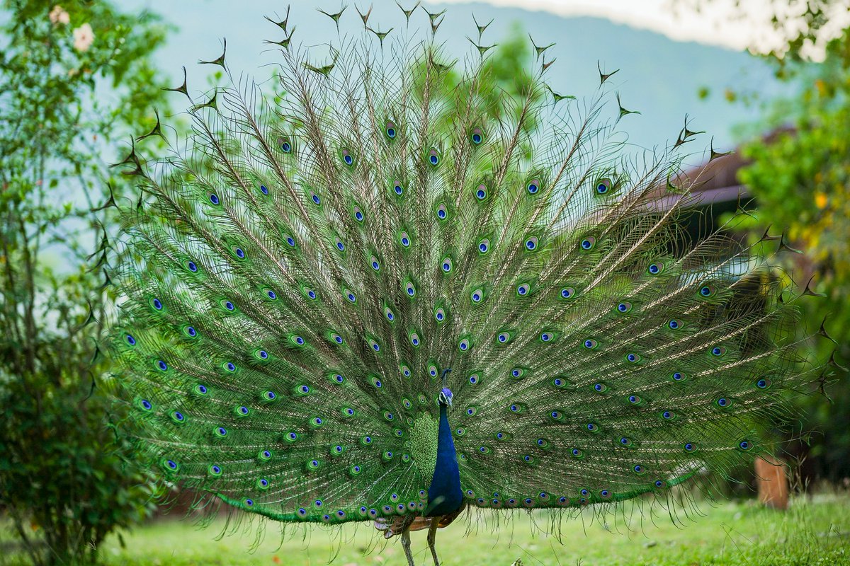ishafoundation's tweet photo. This peacock clearly knows it has an audience. https://t.co/YHX0D7eyn3