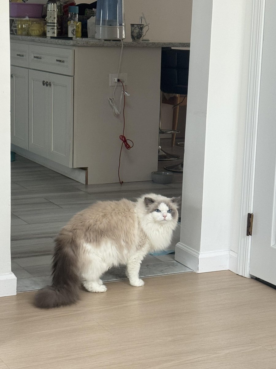 Dame_1Mel's tweet photo. Queens in New York offers long-term kitten boarding services. https://t.co/BTt9MVzqEk