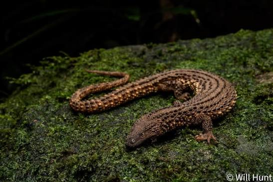 vcdkr's tweet photo. bantu share, klo salah satu rare ancient species lizard di indonesia ga cuma komodo tapi juga borneo earless lizard. adanya spesifik cuma di kalimantan (incl malaysia) klo hutan kita dirambah terus, dibakar terus,siap2 besok klo mau liat spesimennya kudu ke tetangga sebelah. https://t.co/atYJVtyDld