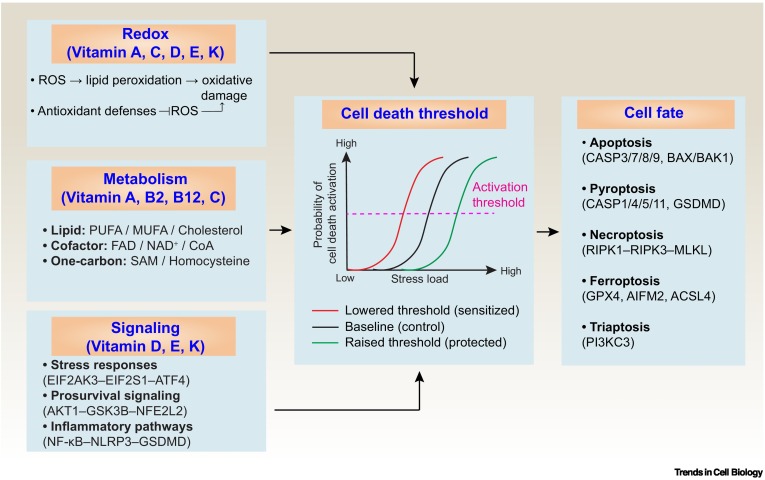 TrendsCellBio's tweet photo. Vitamins tune cell death thresholds https://t.co/0AVzEfn6qQ https://t.co/uz5iAKfEQh