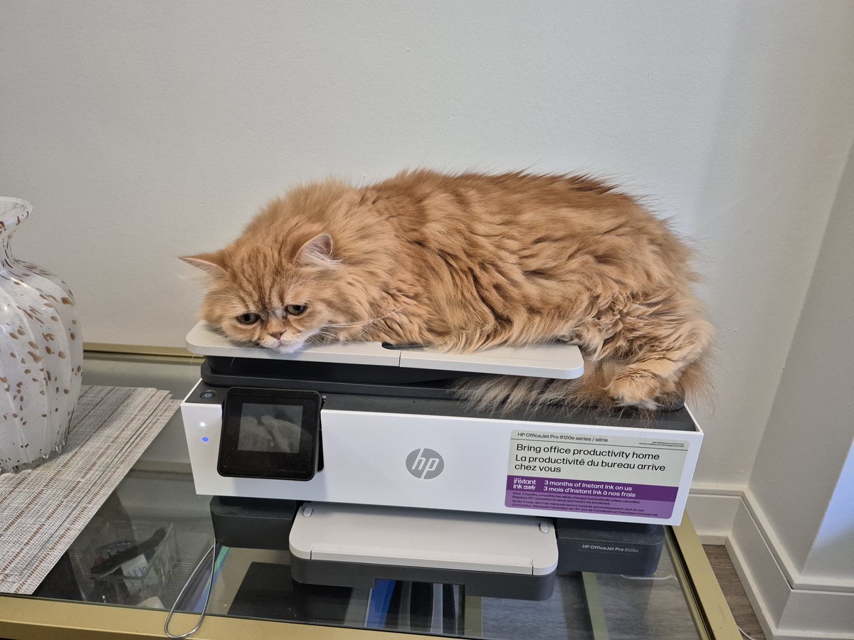 bafakihali's tweet photo. Even cats love HP printers. 🖨️🐾 Proof that the best office assistants appreciate quality hardware (and a warm nap spot!). What's your pet's favorite place to sleep? 

@HP #HP #CatOnEverything #PetHumor #OfficeCats https://t.co/eUnfFcyOQr