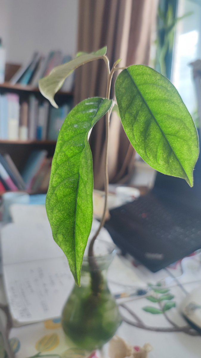 OlszanowskiBob's tweet photo. [Pro tip for green thumbs: Rotate your houseplants  turn weekly! Keeps them growing straight u0026 reaching for sun evenly—no more lopsided leaves.  #PlantCare] https://t.co/1wFnaUn8uu