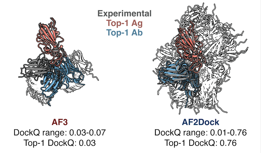 PRX_Life's tweet photo. Researchers have adapted an #AlphaFold docking model to bypass sequence alignments to predict challenging targets like antibody-antigen complexes. Using it, they identified target structures where traditional co-folding models fail.
Read the paper: https://t.co/BeQNTQxl7I https://t.co/4g3jTF4NBz
