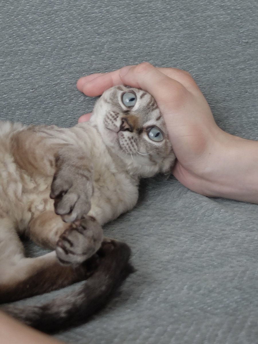 zcn0y0's tweet photo. 猫がうちに来てもうすぐ2ヶ月
頼りなく見えたちっちゃな子がちょっと大きくなってこんなお顔をするようになって嬉しい！ https://t.co/rVmCtF1nHW