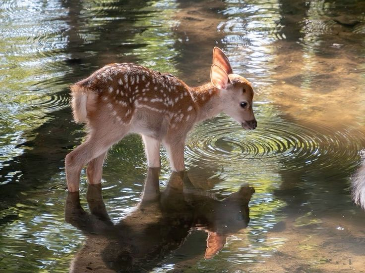 reminiscinbby's tweet photo. baby deers are so precious ♡ https://t.co/YngoTCHT8g