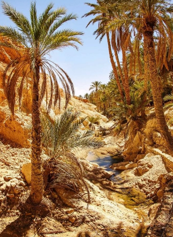 sufyinmohmed's tweet photo. موريتانيا 🇲🇷 بلد الأصالة والجمال، أرض الكرم والتراث العريق، وفي كل زاوية منها حكاية تستحق أن تُروى. ✨ https://t.co/sGwPI68cvr