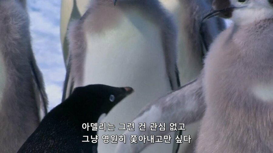 karljung2085's tweet photo. 남극의 사정도 좋지만은 않을텐데 https://t.co/4Ne3D10w5f