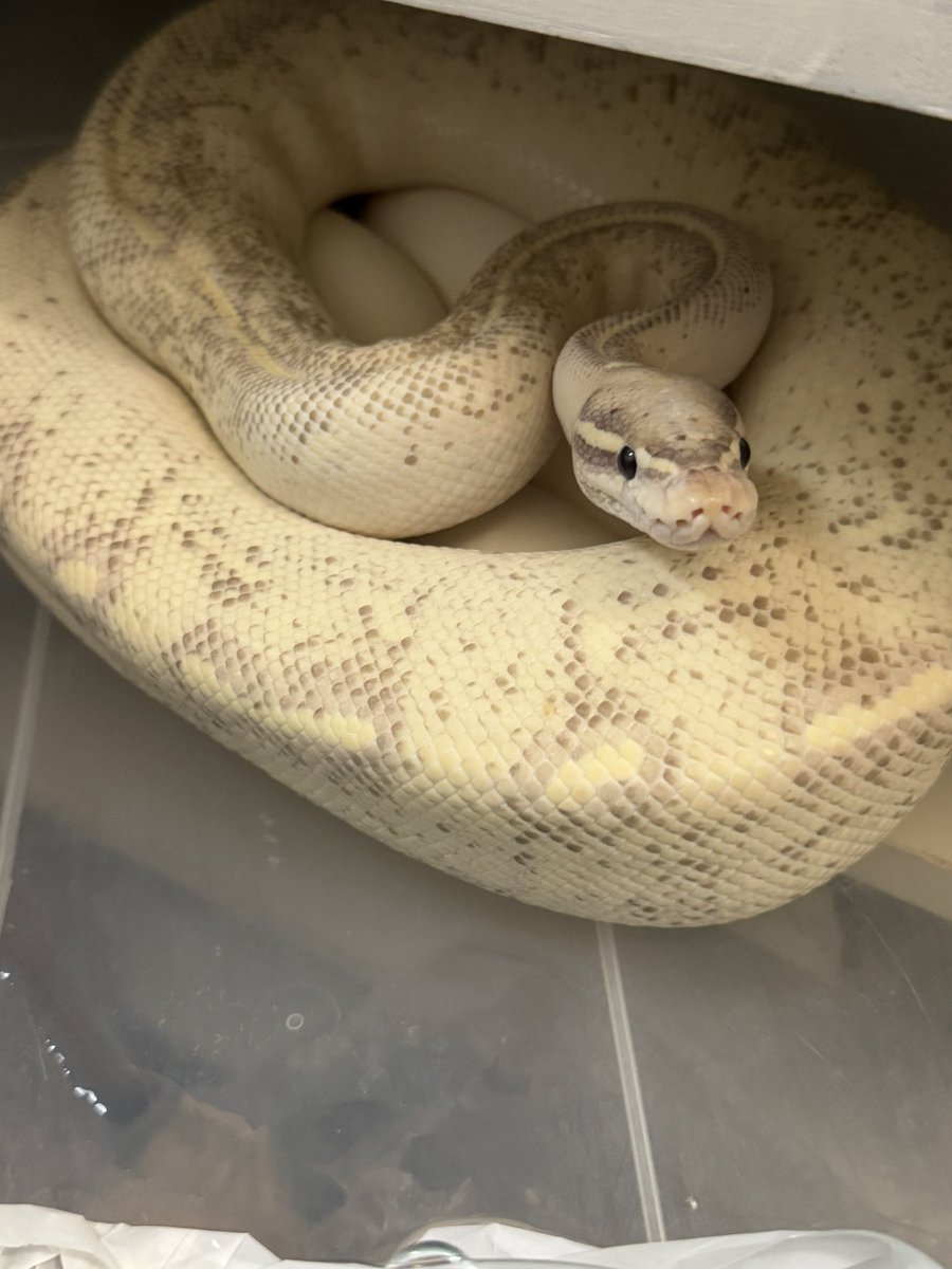 BHP20240906's tweet photo. 🐍 Breeding House Polka｜ボールパイソン

今季 5クラッチ目 ハッチ個体✨🐍🔥

アスファルトグラベルスパイダー♂
　　　　　　×
ハイウェイ（グラベル・YB）♀

どんな表現になるのか楽しみにしていた組み合わせ✨

無事にハッチした個体たちも、それぞれ個性的でカッコいい仕上がりになっています🔥🐍

こちらの個体たちはFS前となりますので、
気になる個体がいましたら、お気軽にお問い合わせください🙇‍♂️

また、9/6（日）開催の
【アクアフェスティバル2026】に、
出品できる個体は連れて行く予定です‼️🐍🔥

実物を見ていただける機会になりますので、
ぜひ会場でチェックしてみてください✨

皆さまにお会いできるのを楽しみにしています‼️🙇‍♂️

#アクアフェスティバル
#ボールパイソン販売
#ボールパイソン繁殖
#ボールパイソン
#BreedingHousePolka