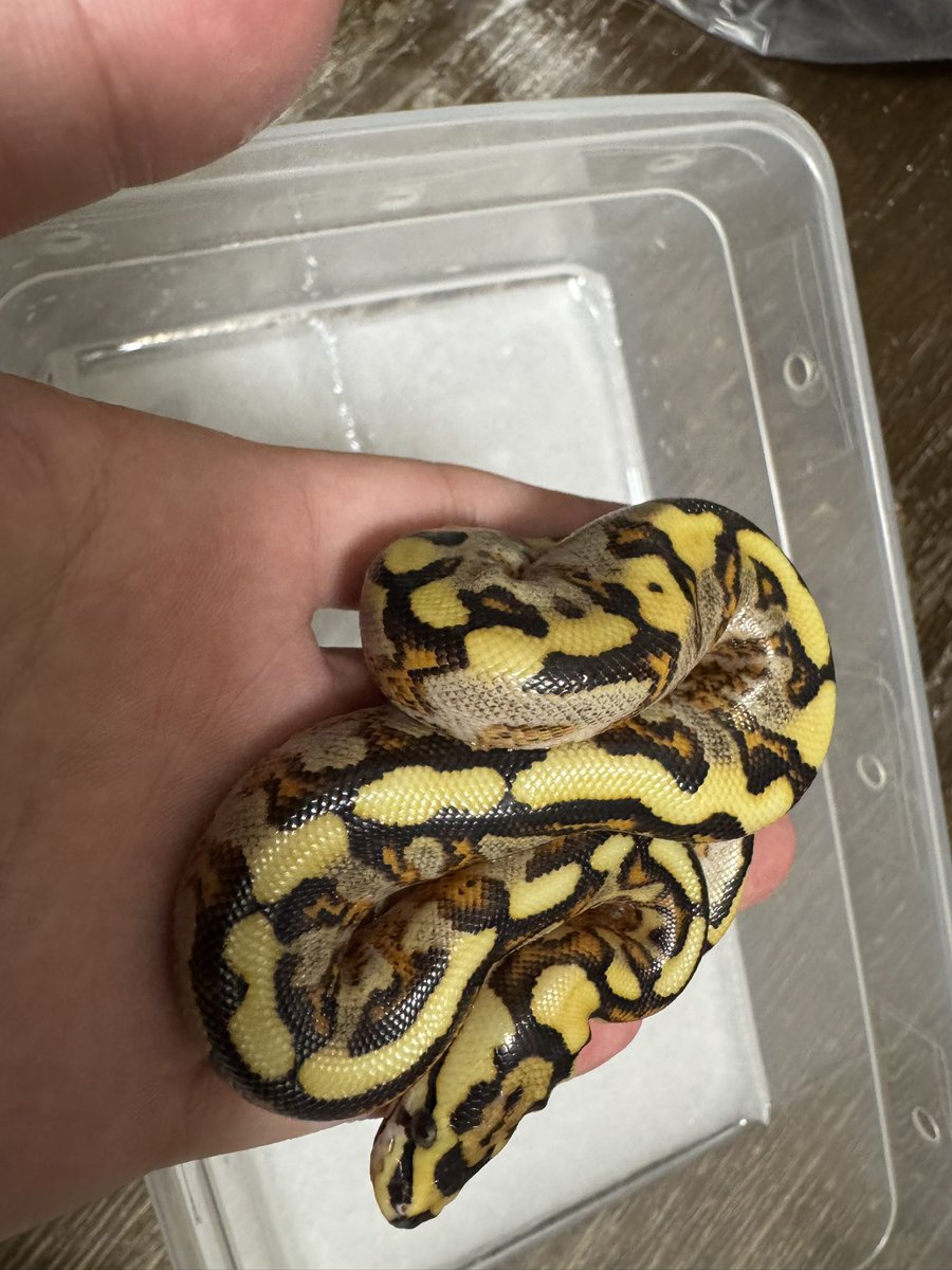 BHP20240906's tweet photo. 🐍 Breeding House Polka｜ボールパイソン

今季 5クラッチ目 ハッチ個体✨🐍🔥

アスファルトグラベルスパイダー♂
　　　　　　×
ハイウェイ（グラベル・YB）♀

どんな表現になるのか楽しみにしていた組み合わせ✨

無事にハッチした個体たちも、それぞれ個性的でカッコいい仕上がりになっています🔥🐍

こちらの個体たちはFS前となりますので、
気になる個体がいましたら、お気軽にお問い合わせください🙇‍♂️

また、9/6（日）開催の
【アクアフェスティバル2026】に、
出品できる個体は連れて行く予定です‼️🐍🔥

実物を見ていただける機会になりますので、
ぜひ会場でチェックしてみてください✨

皆さまにお会いできるのを楽しみにしています‼️🙇‍♂️

#アクアフェスティバル
#ボールパイソン販売
#ボールパイソン繁殖
#ボールパイソン
#BreedingHousePolka