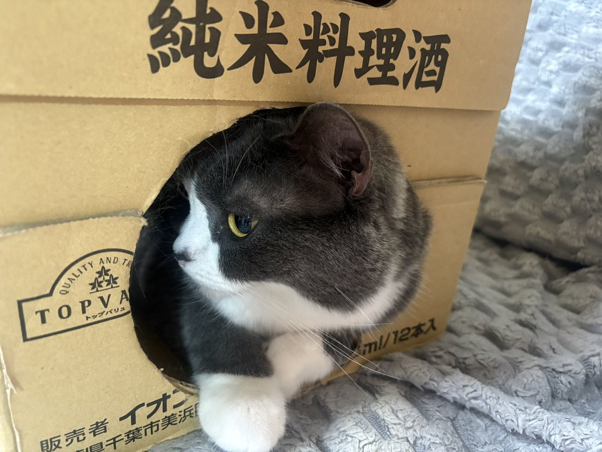 kashiko_ham's tweet photo. 中を覗いたらリラックスしてるん☺️
#ねこ好きさんと繋がりたい https://t.co/EckPJkDQHq