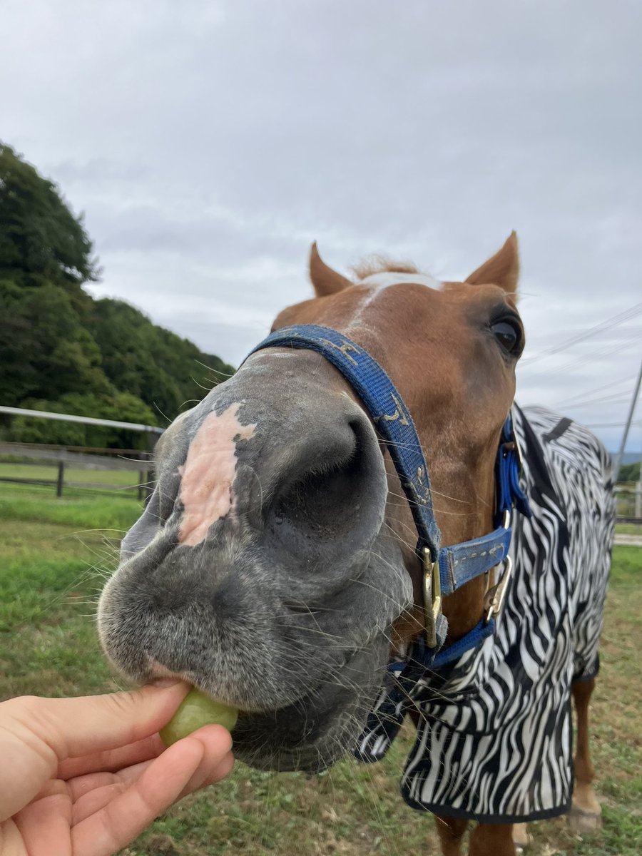 Airjihad0409's tweet photo. エアジにプレゼントが届きました🐴🎁✨

大好きな大好きなシャインマスカットと梨🍇🍐

愛知県のB様いつもありがとうございます🙇‍♀️✨

とっても嬉しかったのか
〝ちょうだいポーズ〟
連発🐴💓

賢いお利口可愛いエアジです🐴♡ https://t.co/3eQF5kf1AN