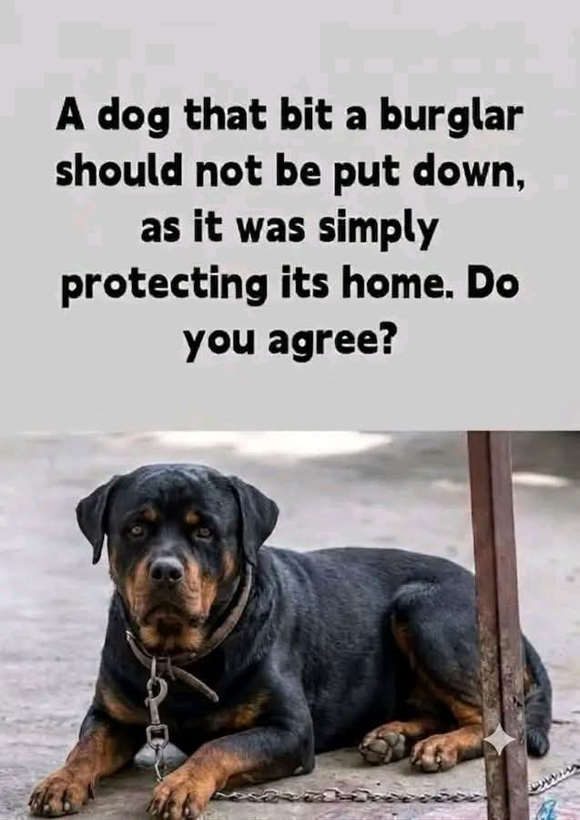 petpopular's tweet photo. https://t.co/BGhuseouN3