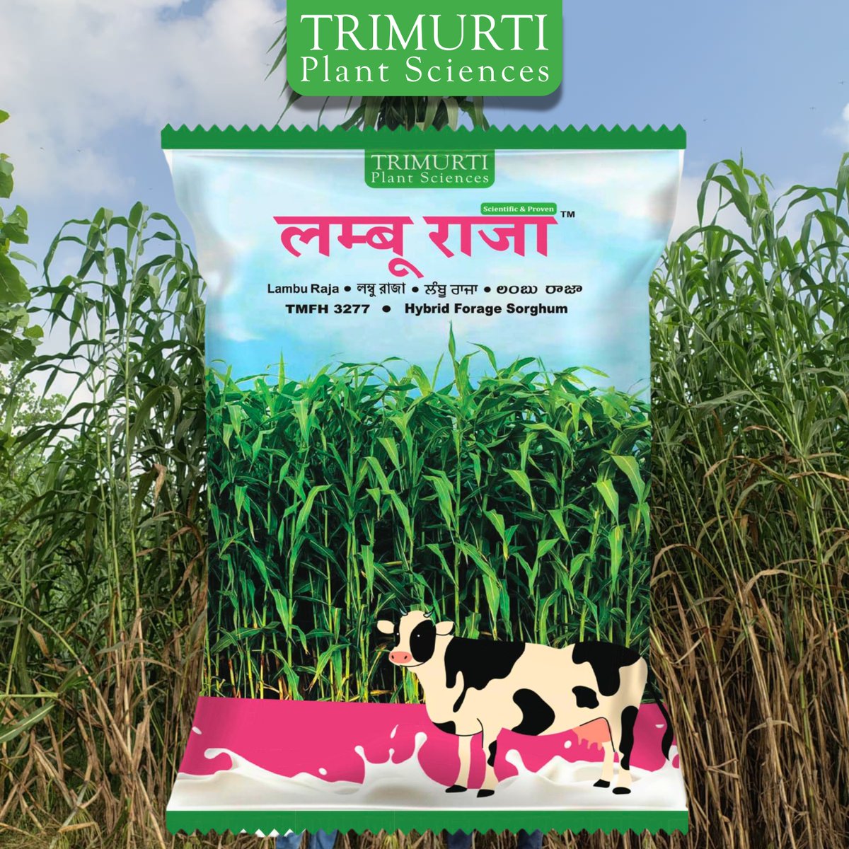 TrimurtiSeeds's tweet photo. लम्बू राजा 3277 – Hybrid Forage Sorghum

पौधे की ऊँचाई: 280–320 सेमी
उच्च प्रोटीन और उच्च बिक्स
रसदार एवं पशुओं के लिए पौष्टिक चारा
साइलेज बनाने के लिए उपयुक्त
प्रमुख रोगों के प्रति अच्छी सहनशीलता

किसान:अनीस | गुमटी, सहारनपुर, उत्तर प्रदेश

Customer Support: 9393802802 https://t.co/gkOaiaOew9