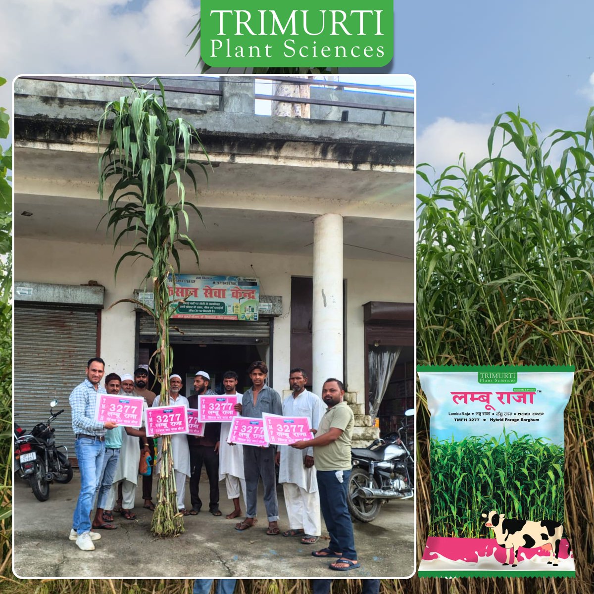 TrimurtiSeeds's tweet photo. लम्बू राजा 3277 – Hybrid Forage Sorghum

पौधे की ऊँचाई: 280–320 सेमी
उच्च प्रोटीन और उच्च बिक्स
रसदार एवं पशुओं के लिए पौष्टिक चारा
साइलेज बनाने के लिए उपयुक्त
प्रमुख रोगों के प्रति अच्छी सहनशीलता

किसान:अनीस | गुमटी, सहारनपुर, उत्तर प्रदेश

Customer Support: 9393802802 https://t.co/gkOaiaOew9