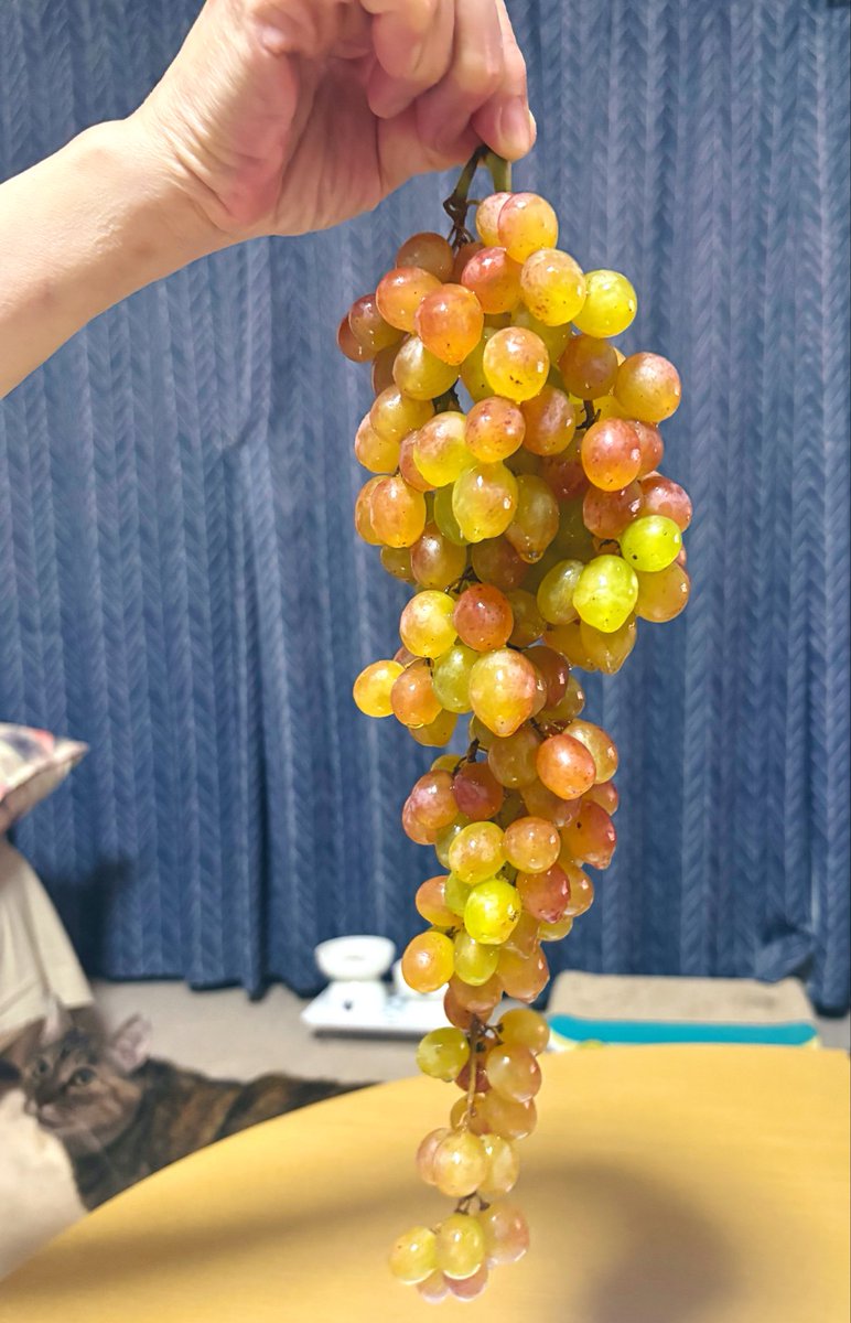 grgrnhsn's tweet photo. ネヘレスコール、
香りは控えめだけど、甘さがピカイチ😋
夏は大嫌いだけど、ワッサーと葡萄は最高だ！ https://t.co/uU9bk22BHx