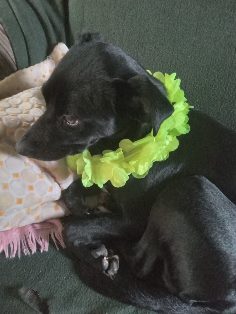 merontwitt's tweet photo. Jugamos al carnaval ma? 
Si.
Vení negra que ponemos un collar. 
Te amamos negrita https://t.co/A9IbdCo0dL