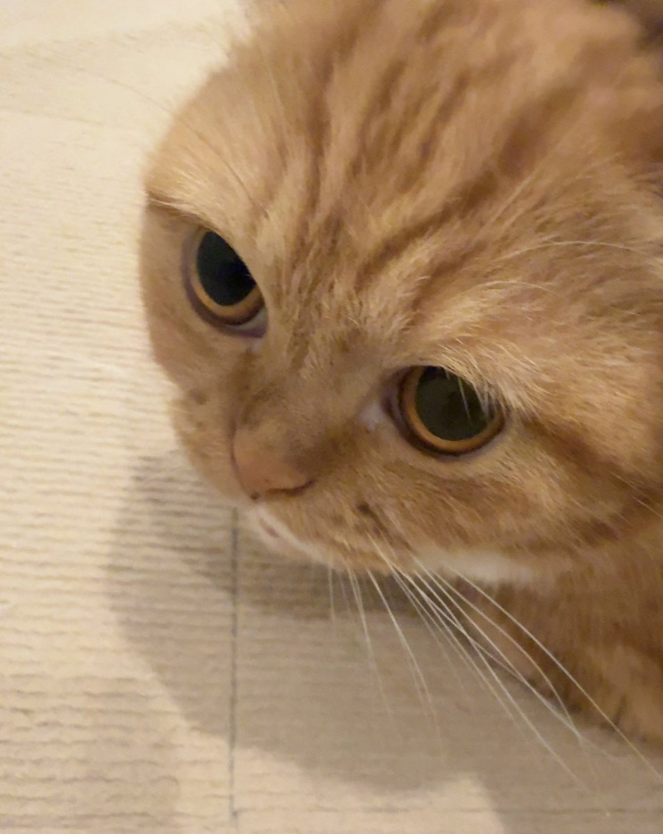 shionsab's tweet photo. ただいま🐈 https://t.co/ve3iWgX6dm