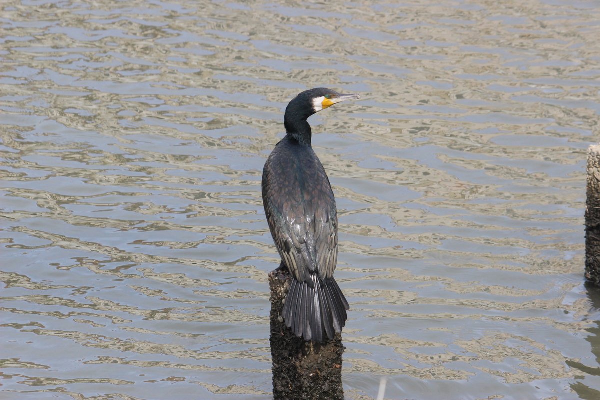 tree_3_forest's tweet photo. #カワウ　いつもの杭で２
（撮影：2022 年5月10日＠第二大場川）
#水鳥 #水辺の鳥 https://t.co/IEJIU2xHXo