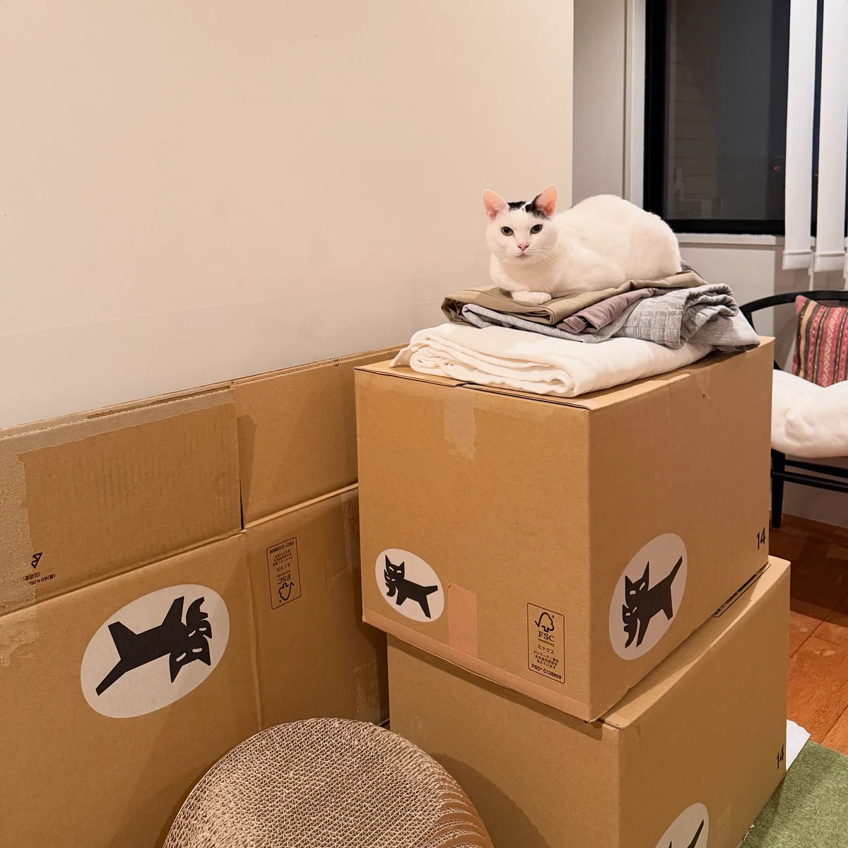 猫箱 猫ラボ on X: 