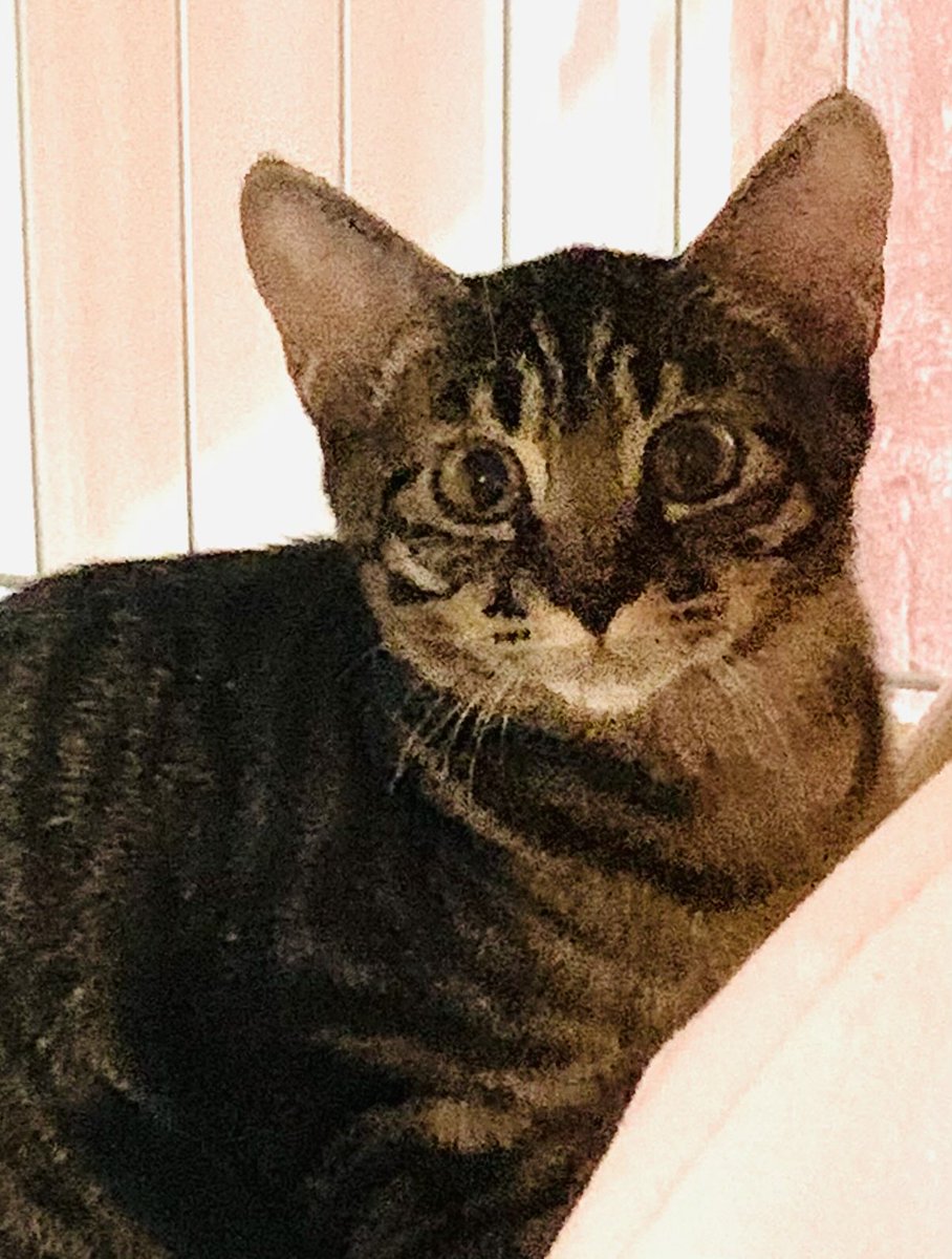 sion7329's tweet photo. 猫、飼いました。 https://t.co/0PKBxqADZM
