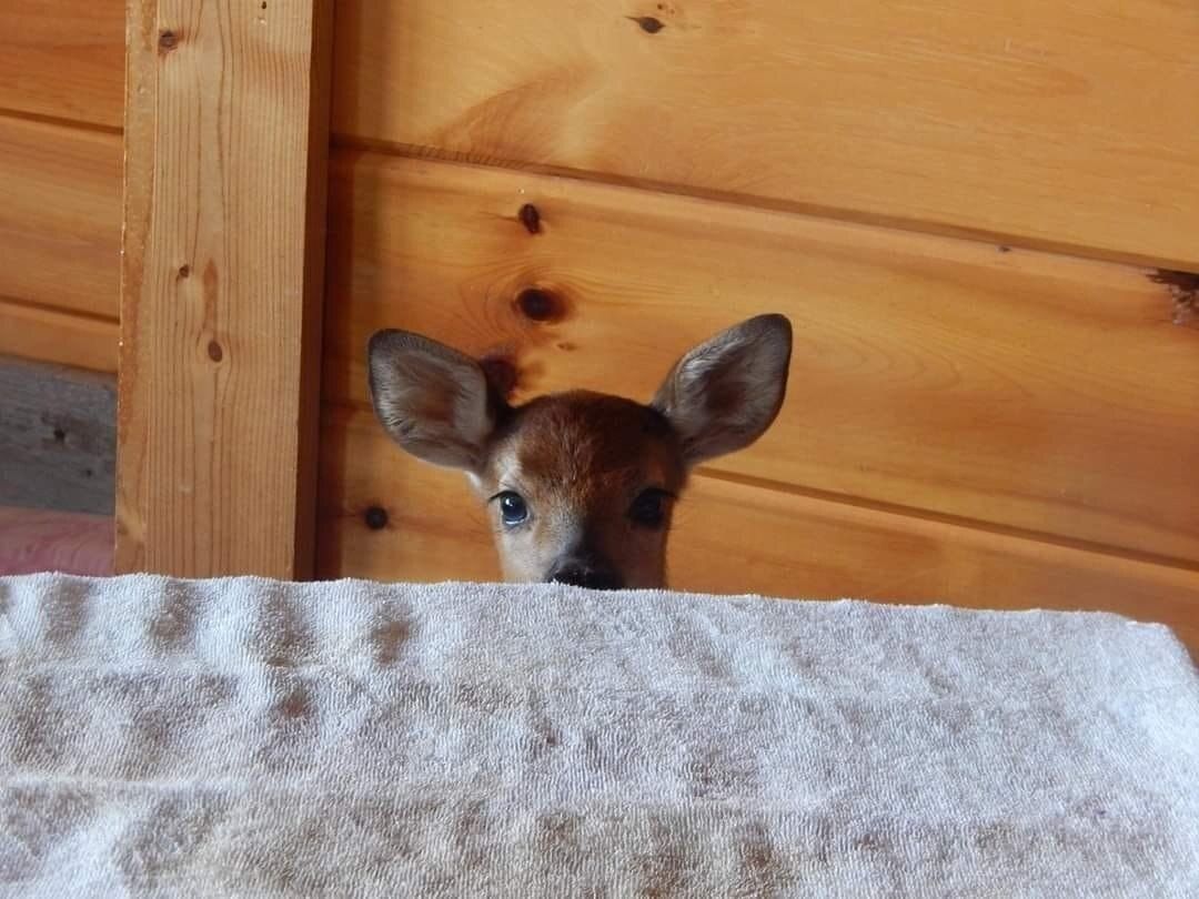 deershouldnt's tweet photo. Good morning https://t.co/NoKDtahM81