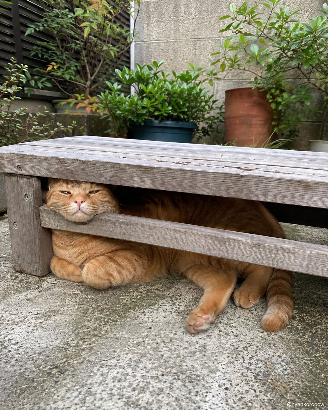 にゃん太郎｜猫画像｜Funny Cats on X: 