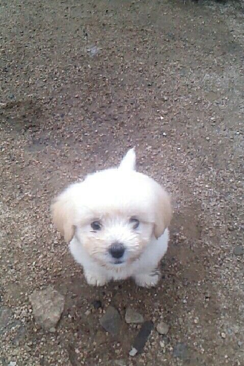 cutestpuppyy's tweet photo. https://t.co/LDAoU4IJNS