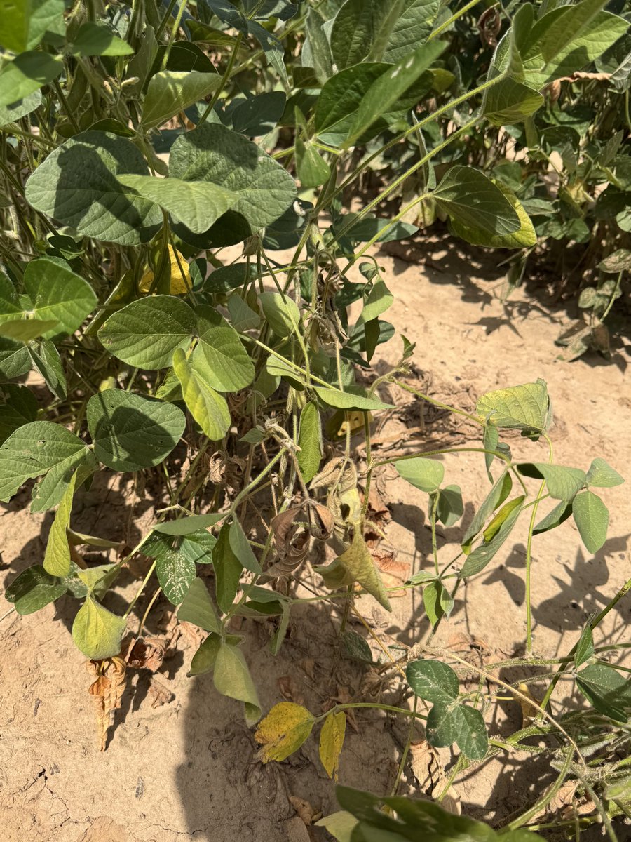 alabamaED's tweet photo. NEMATODE MONDAY: Southern Root-knot nematode Meloidogyne incognita) galls on roots of soybean from a field in central Alabama. Heavy nematode infection coupled with late season dry period really knocking these plants back #Nematode @CropNetwork @SON_nemaweb https://t.co/mr1Hsv0Rg2
