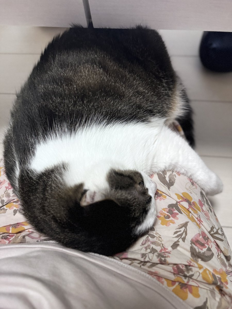 ume210228's tweet photo. わぁぁぁぁぁぁぁ
お膝乗りとかしてくれるようになってたけど（8割ﾆﾝｹﾞﾝが誘導してるけど）こんなしっかり寝そべってるの初めてぇぇぇぇぇぇぇ https://t.co/MTSB09v0Bf